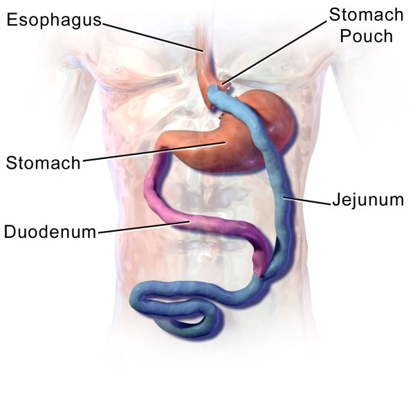 Stomach